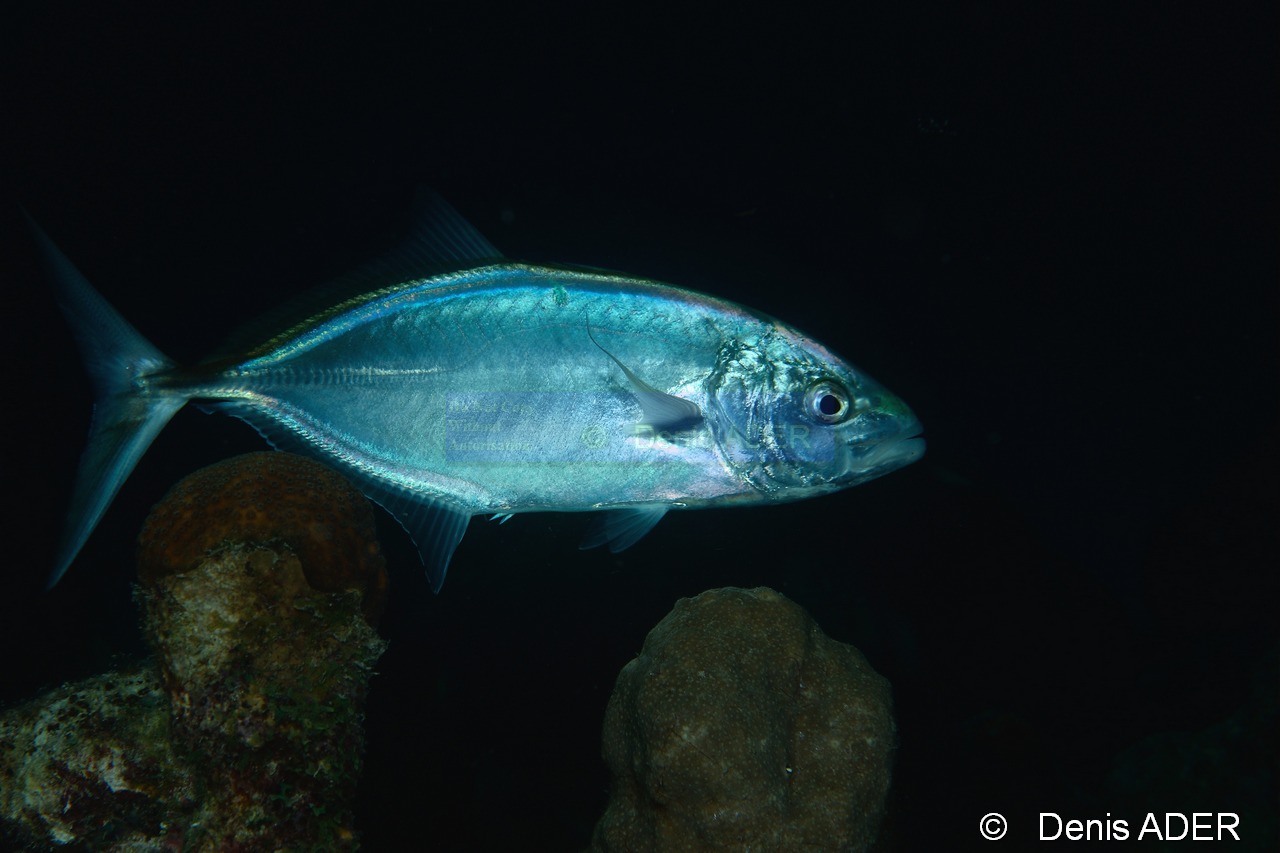 Caranx bartholomaei Carangue jaune-Bonaire Buddy Reef-5m-20180218nuit-Denis-ADER-DSC_6443_tn.jpg